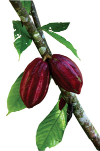Guatemalan chocolate
