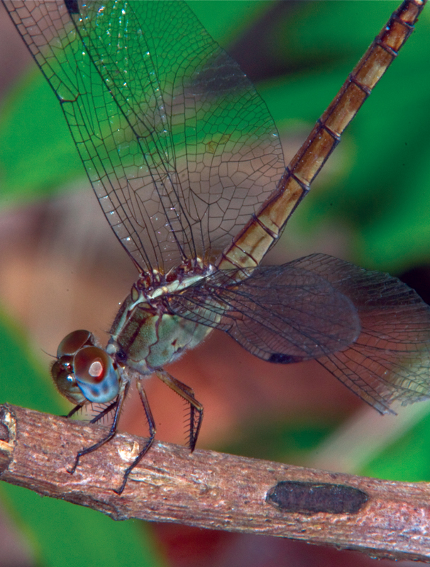 Guatemala dragonfly