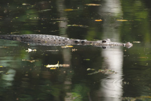 Guatemala animals