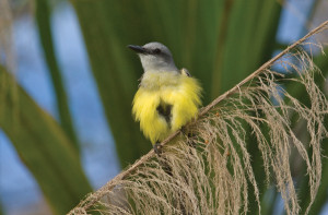 Guatemala animals