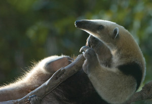 Guatemala animals