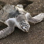 Monterrico Guatemala turtles