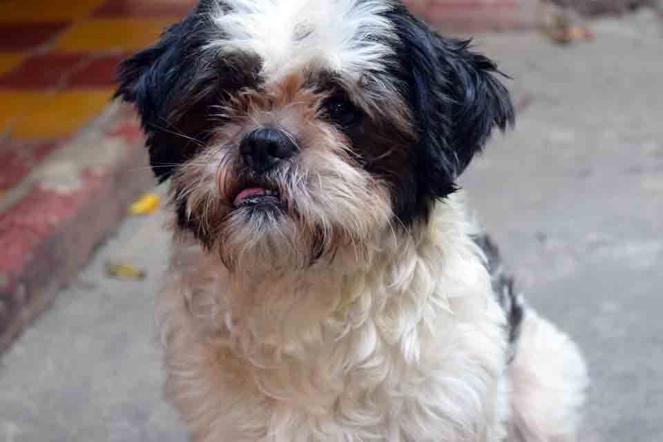 Pets Guatemala