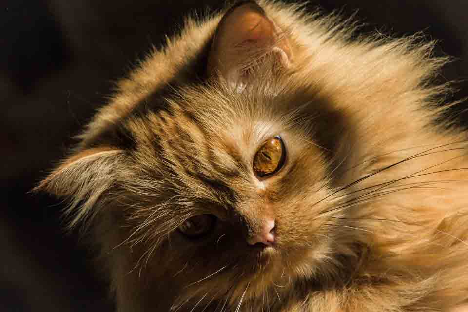 Pets Guatemala