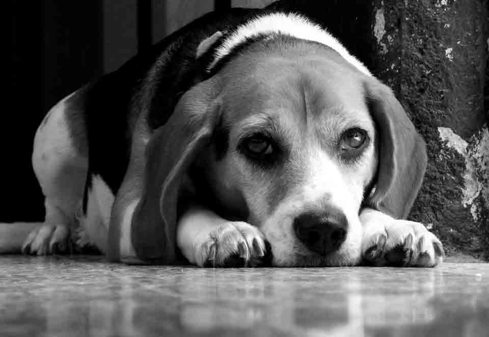 Pets Guatemala