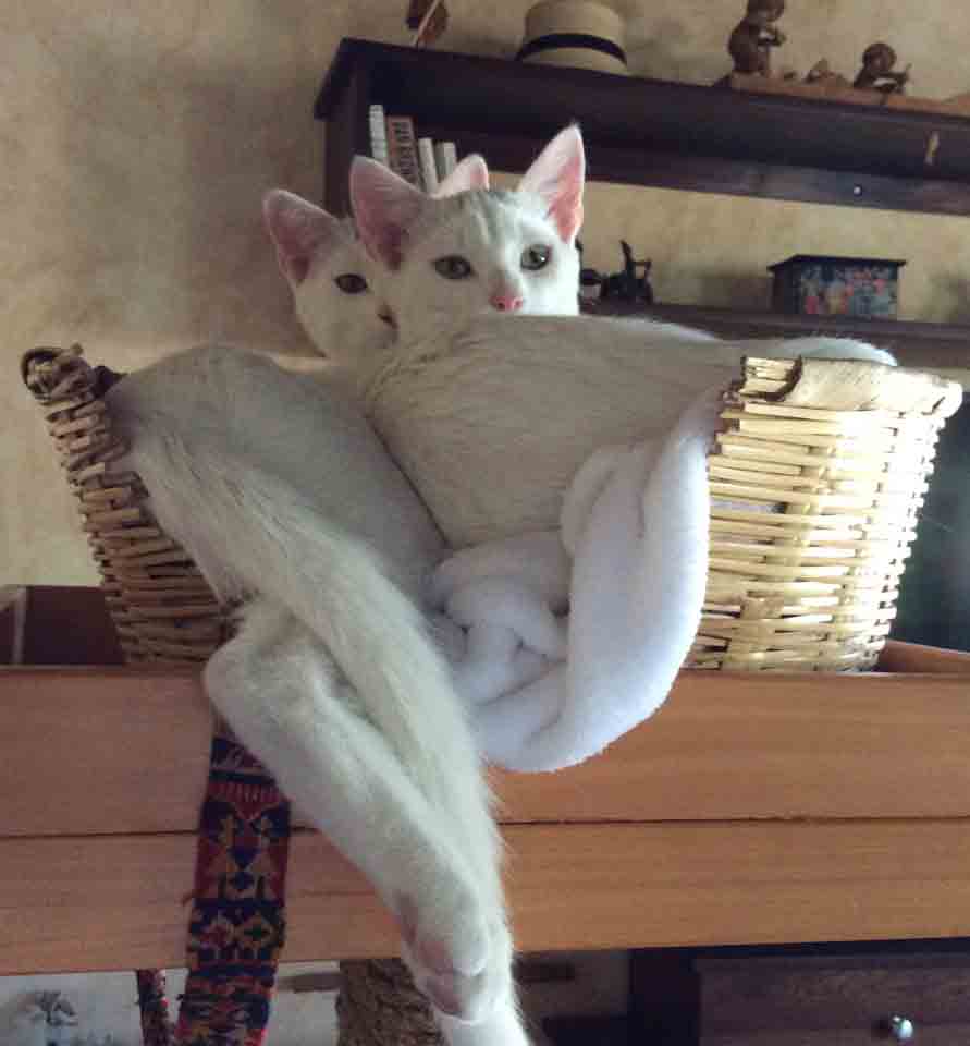 Pets Guatemala