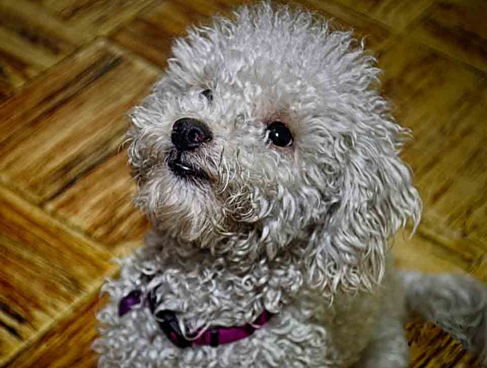 Pets Guatemala
