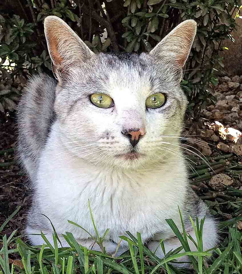 Pets Guatemala