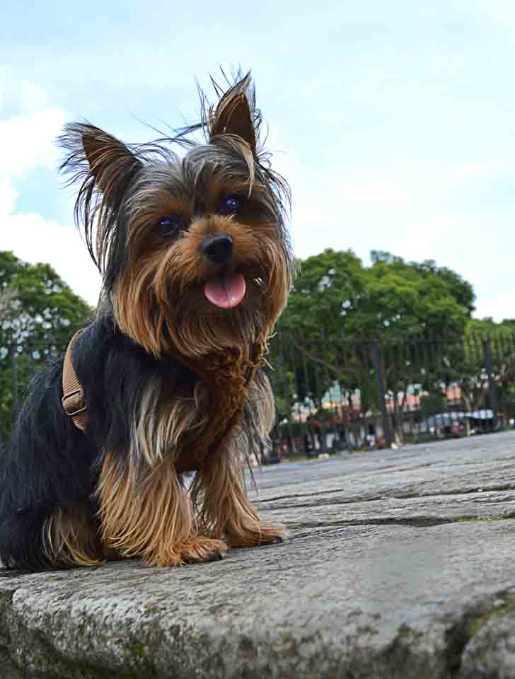 Pets Guatemala