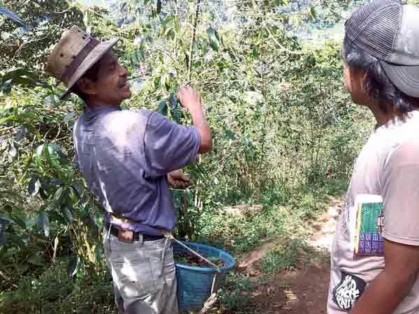 Stronger Guatemala Coffee