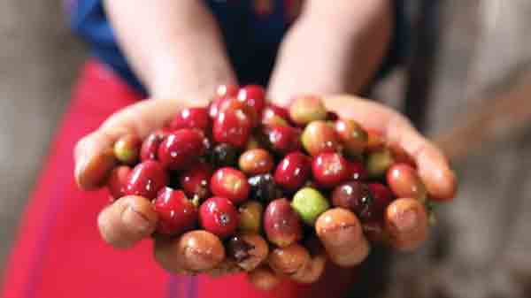 Stronger Guatemala Coffee