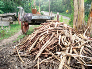 Sugar Mills Guatemala