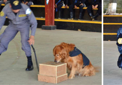 sniffer dogs Guatemala