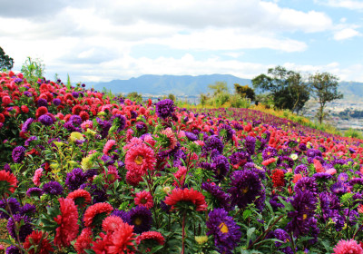 flowers of Guatemala