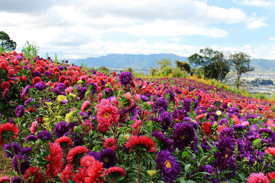 flowers of Guatemala