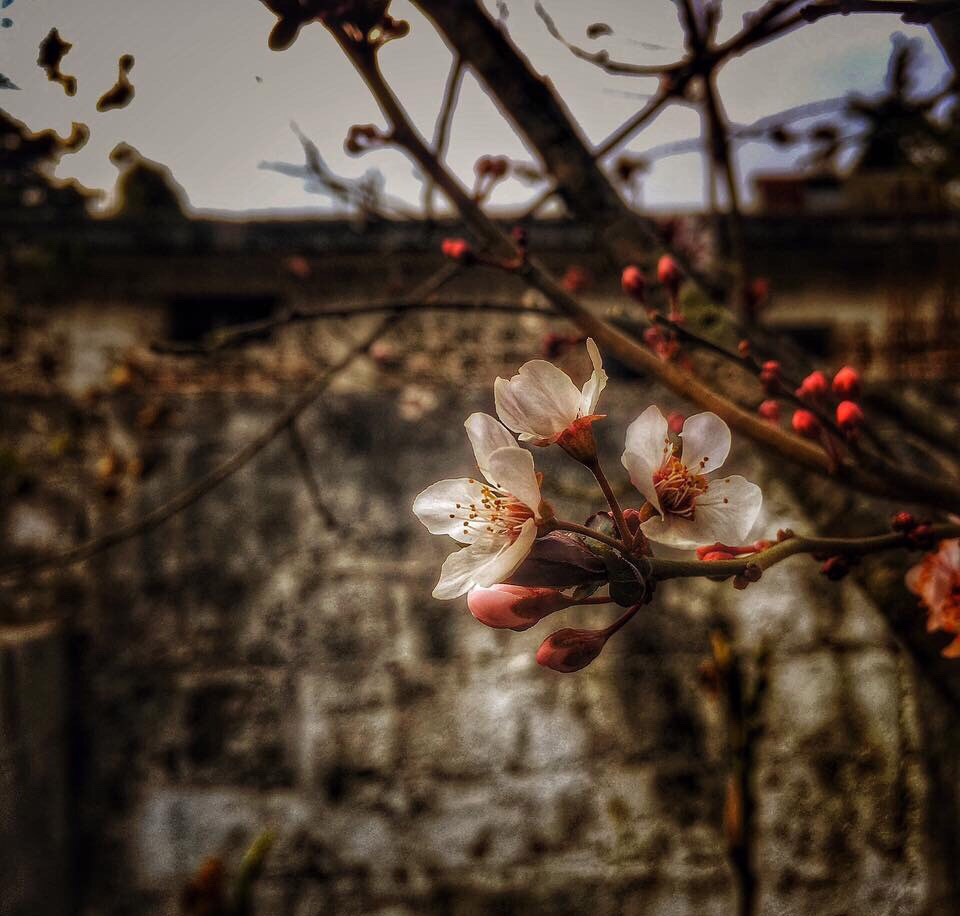 flowers of Guatemala