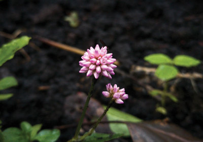 An "A" for Zinnia