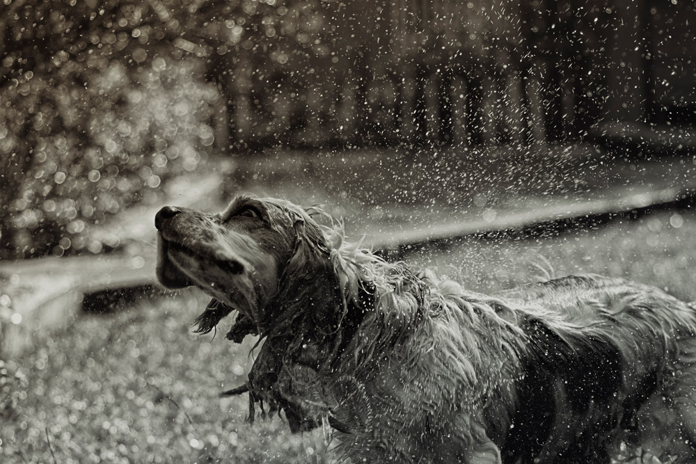 pets of Guatemala