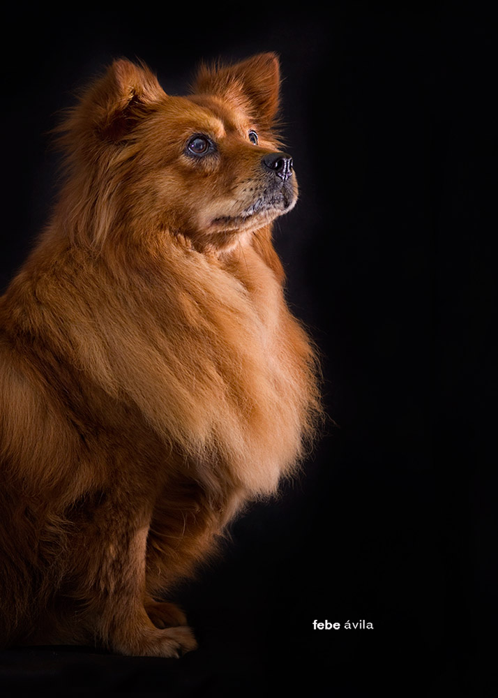 pets of Guatemala