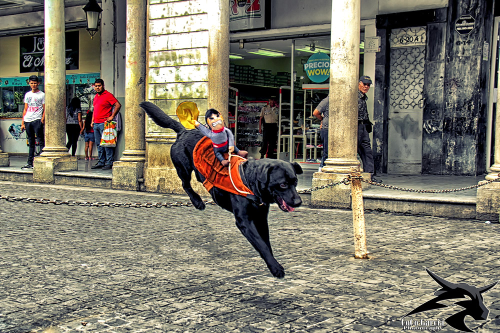 pets of Guatemala