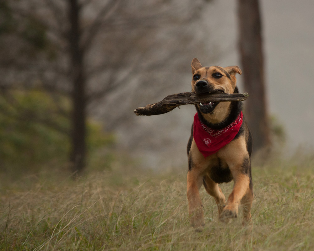 pets of Guatemala