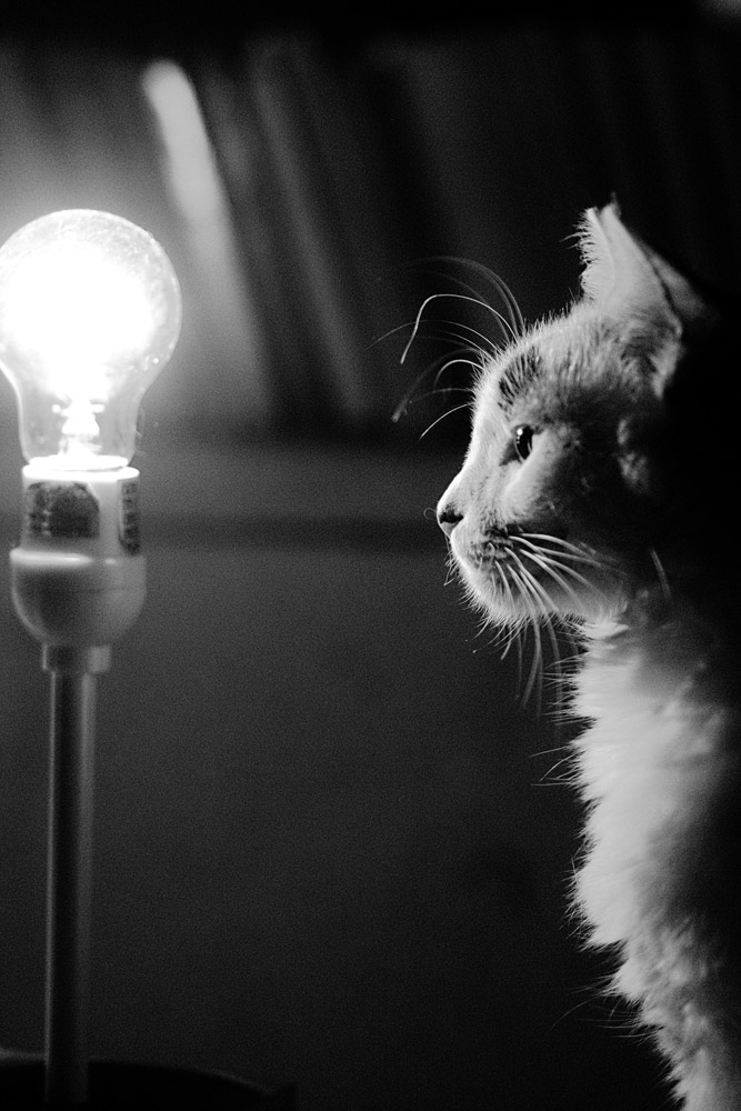 pets of Guatemala
