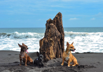 pets of Guatemala