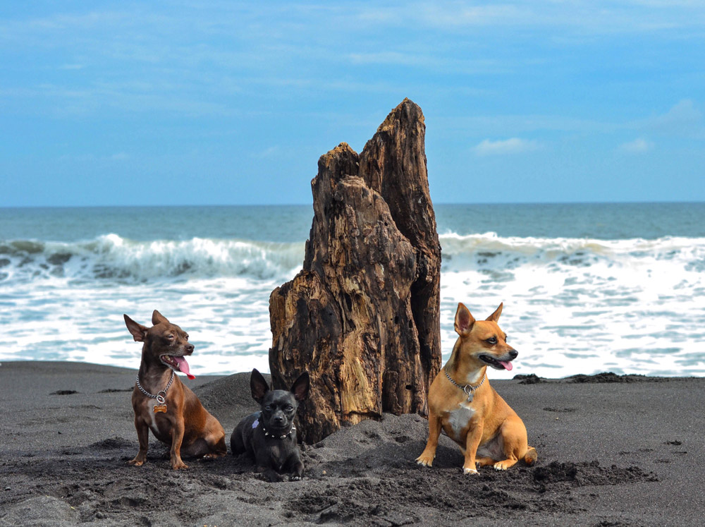 pets of Guatemala