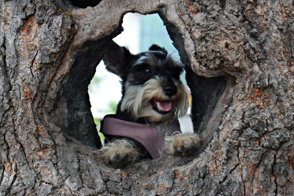 pets of Guatemala