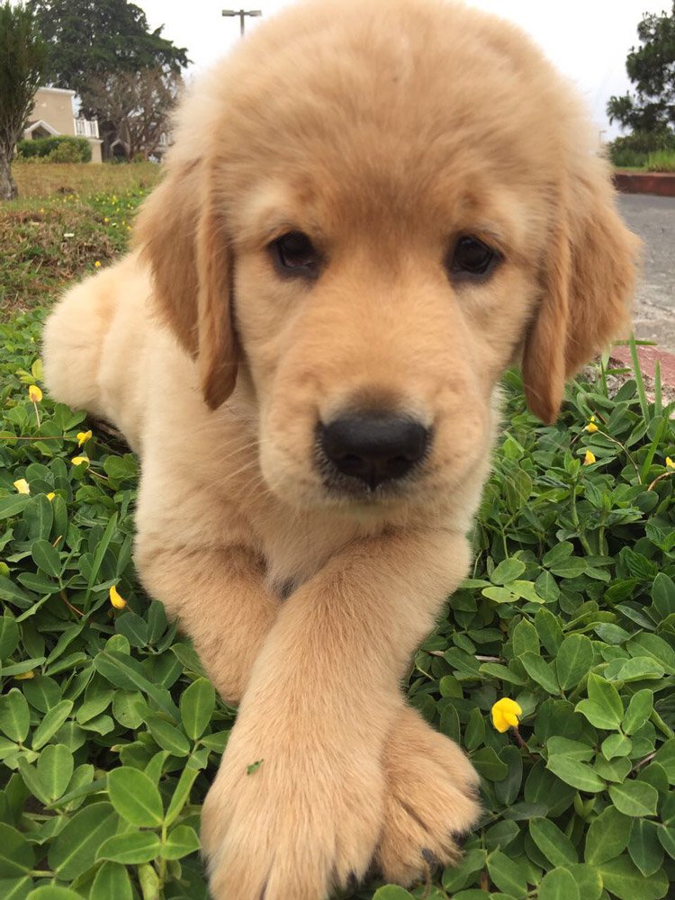 pets of Guatemala