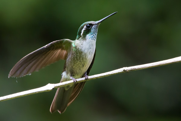 Guatemalan Highland Bird Species