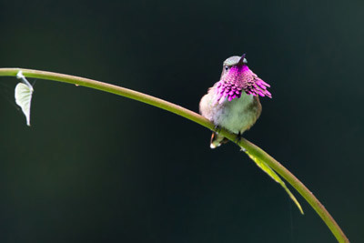 Guatemalan Highland Bird Species