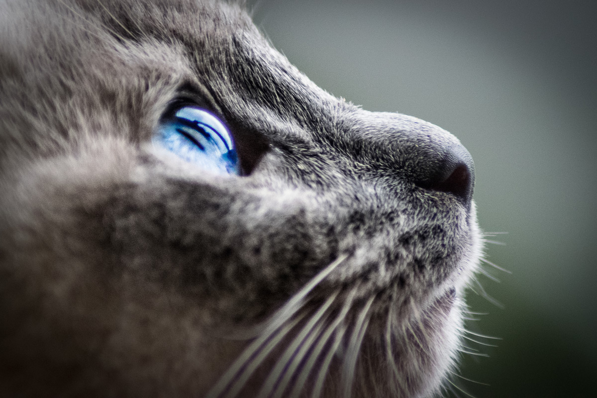 photo contest